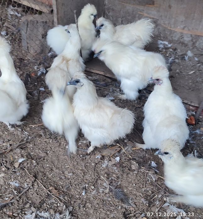 Курочки пухові білі