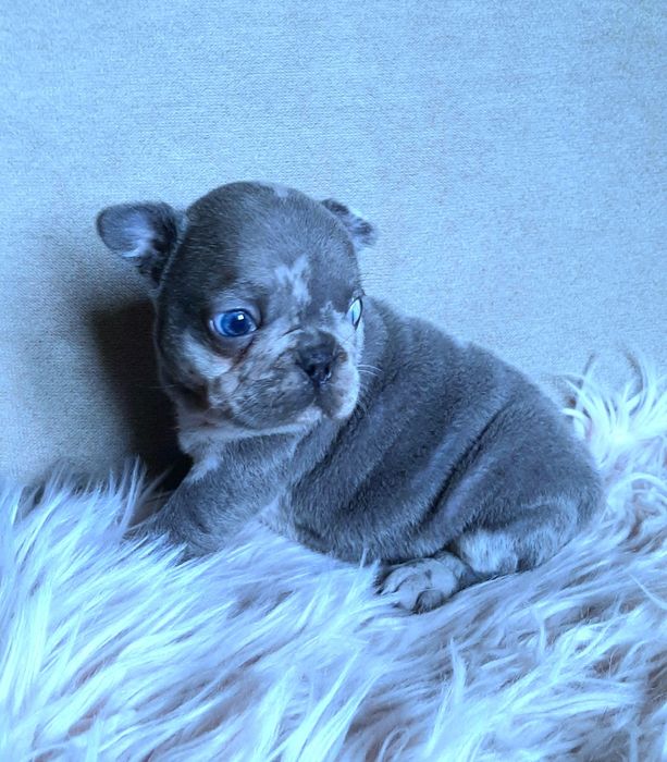 Buldog francuski sunia