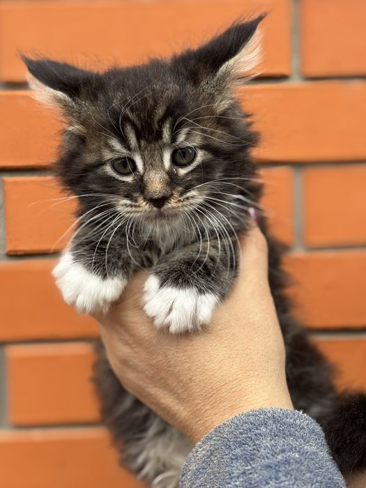 Самые ласковые котята мейкунчики.