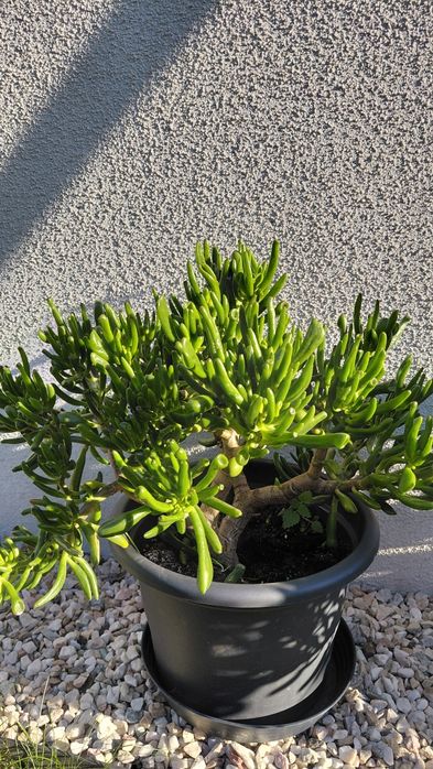 Crasula hobbit grubosz7
