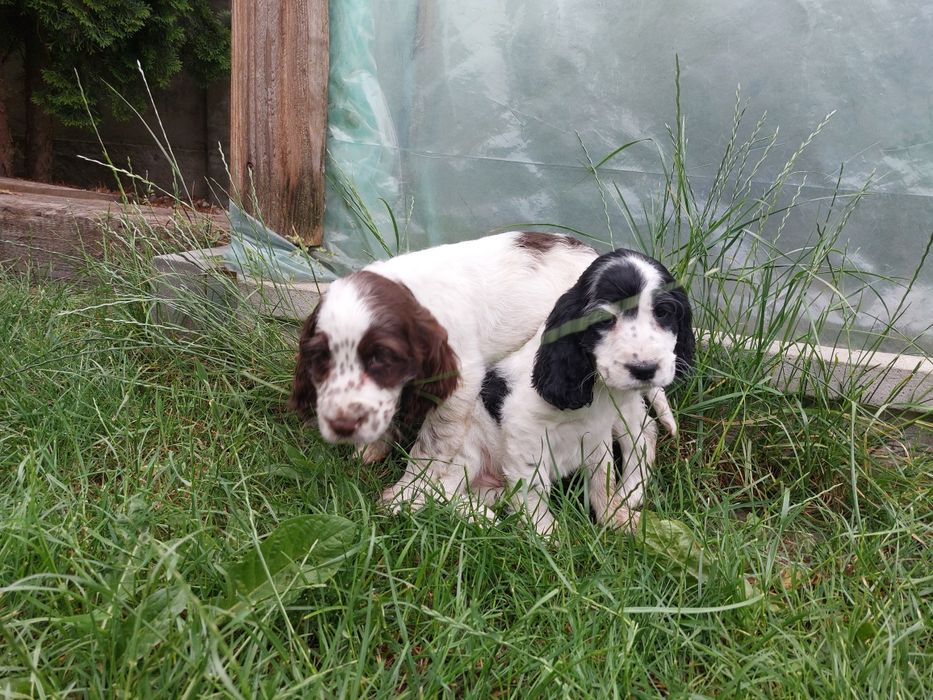 Cocker spaniel szczeniak