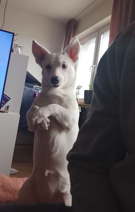 Oddam pieska w dobre ręce