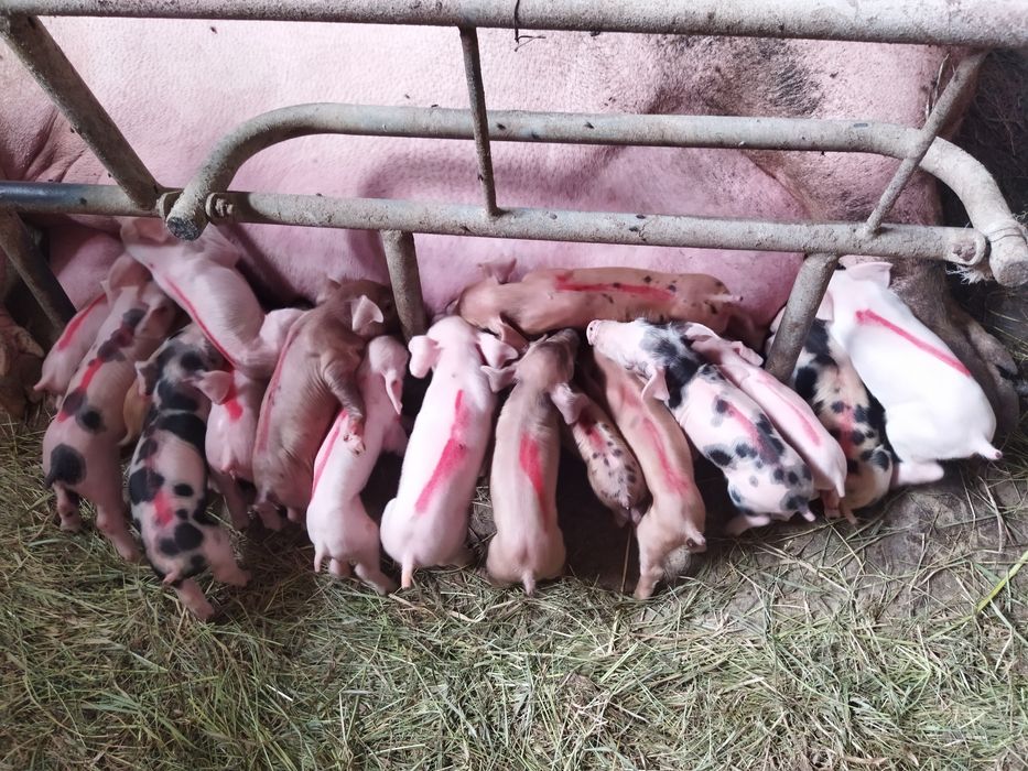 Запліднені свиноматки