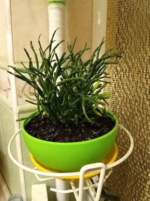 ХАТИОРА - жёлтая