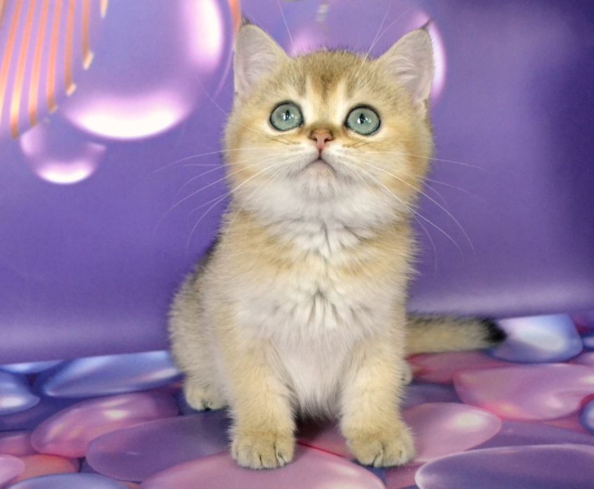 Золотой шиншила мальчик