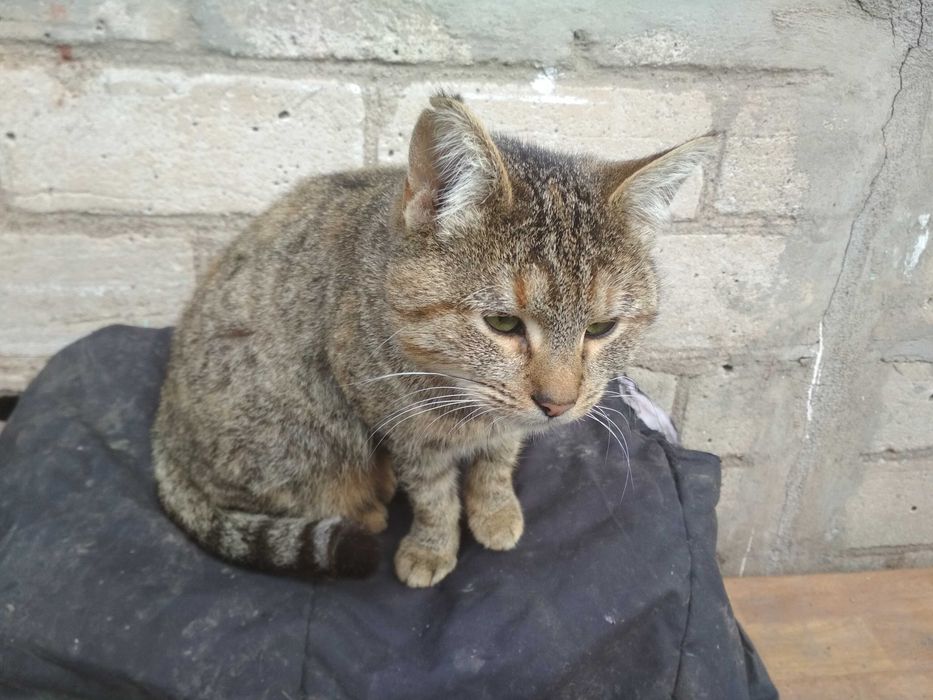 Кішку отдамо в хороші руки