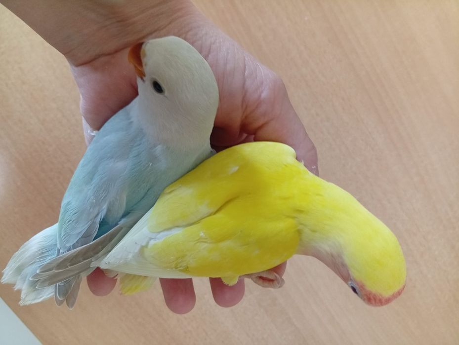 Agapornis roseicolis, criados à mão. Muito meigos.