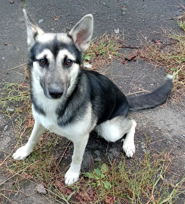 Віддам у добрі руки