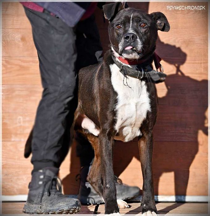 Zorek – oszukać przeznaczenie i jeszcze znaleźć dom