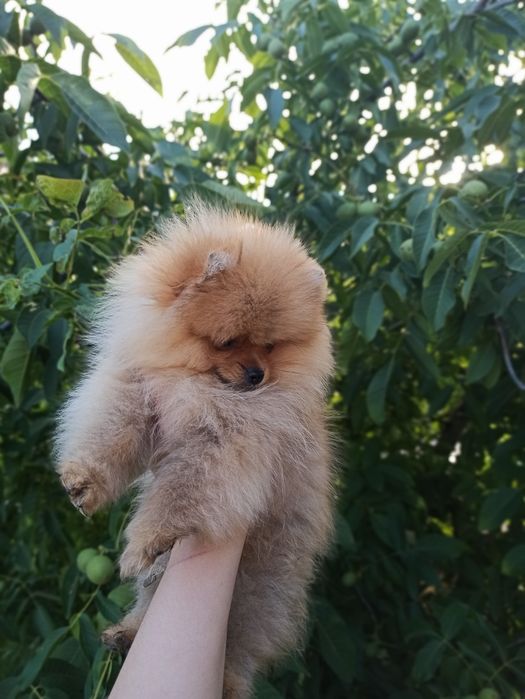 Хлопчик шпіц Манюня