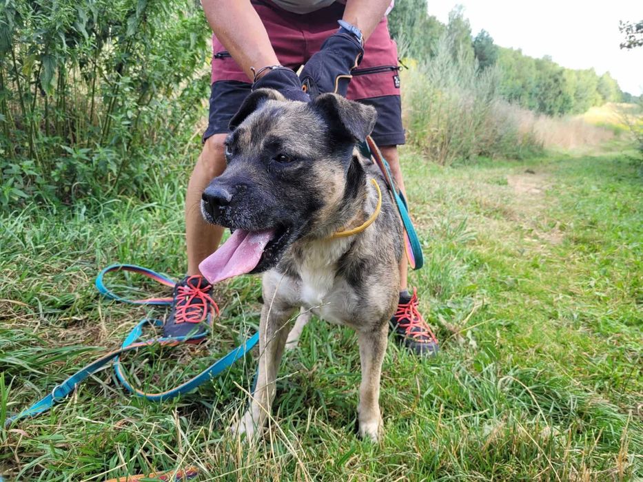 Młody, przyjazny SZCZEPANEK szuka domu !!