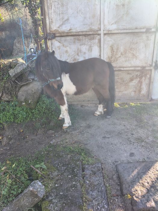 Ponei muito manso e meigo