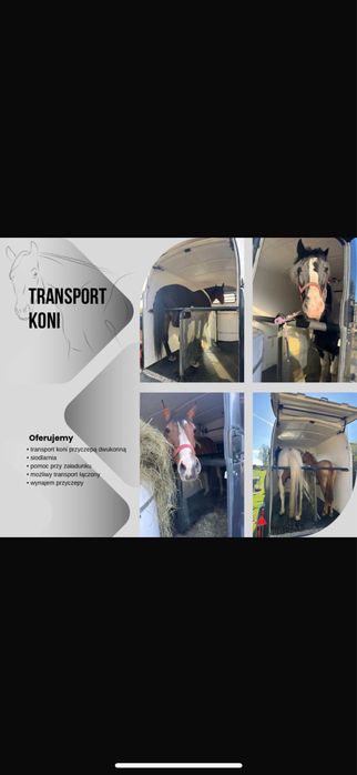 Transport koni - zwierząt 24 h /7 .
