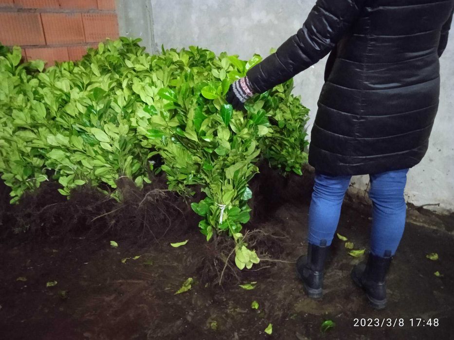 Laurowiśnia na ogrodzenia 6 zł w doniczce novita caucasica