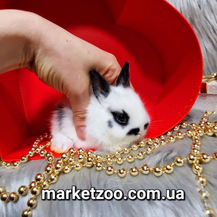 Голландський міні кролик чорний метелик