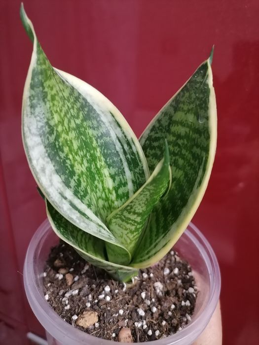 Сансевієрія Супер Стар