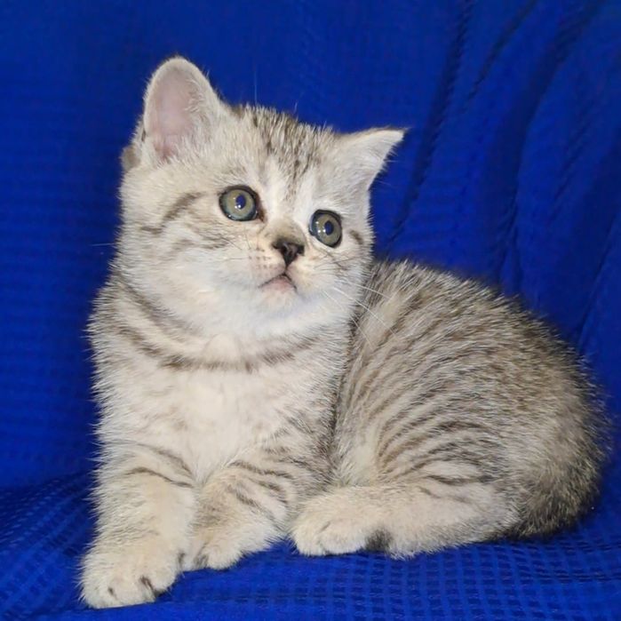 Красивая шотландская кошечка.
