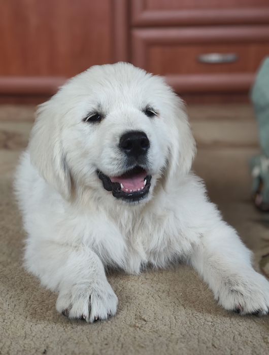 Золотистий ретривер цуценята golden retriever