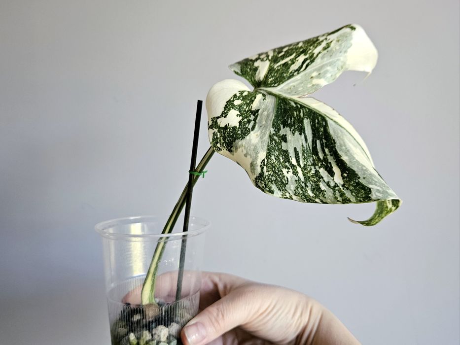 Monstera White Snow piękne wybarwienie ukorzeniona pędówka hydroponika