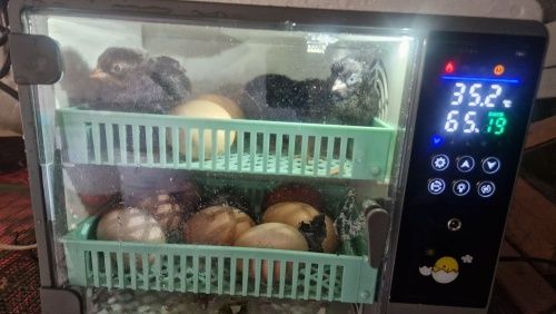 [NOVO] Incubadora/Chocadeira 24 Ovos Galinha