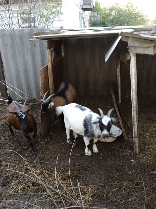 Продам карликовую камерунскую козачку