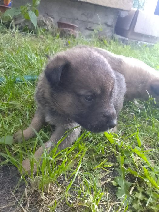 Віддам цуценят в добрі руки