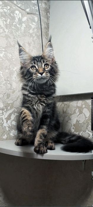 котята мейн-кун кошечка