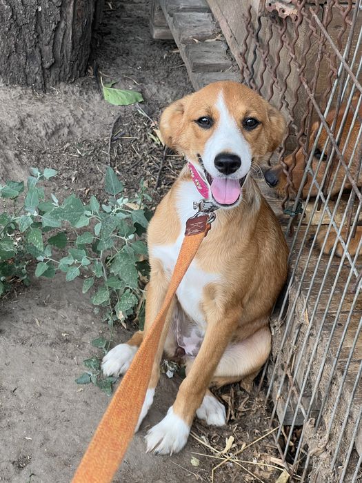 Щенке Мира ищет семью