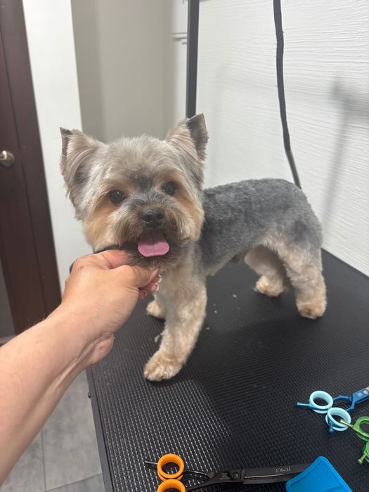 Грумінг собак Львів Сихів | Стрижка собак DOG SPA