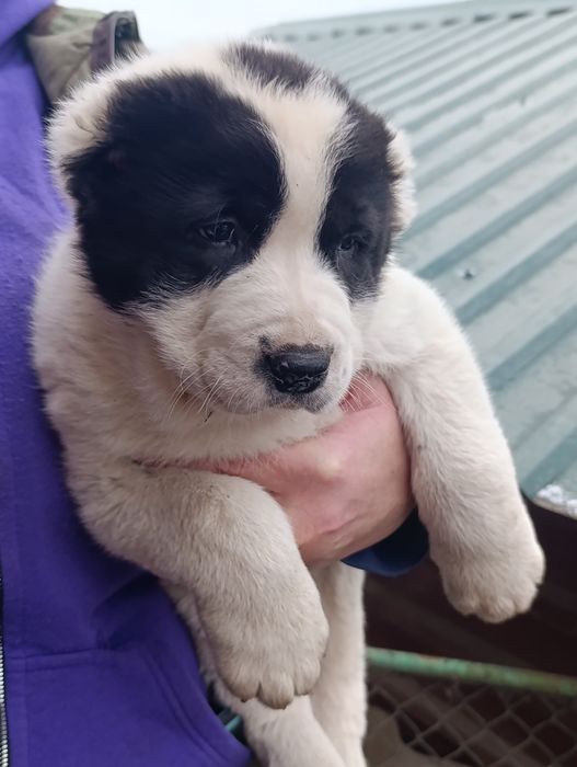 Цуценята породи азіат