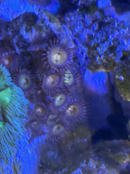 Skałka z zoanthusem