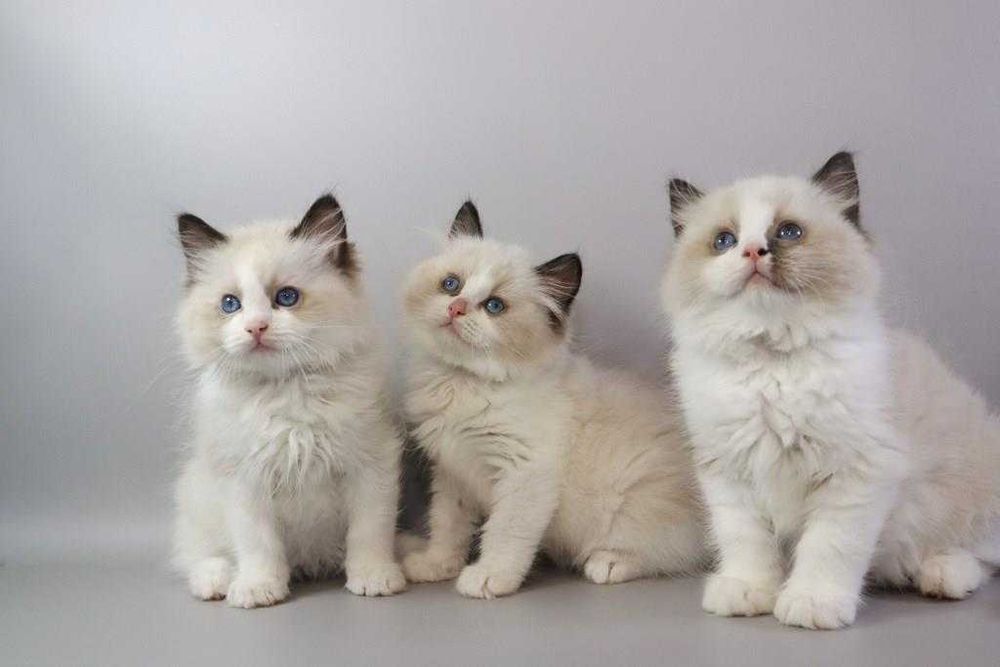 Ragdoll//РЕГДОЛЛ
Коли дивишся в їхні очі — забуваєш про все