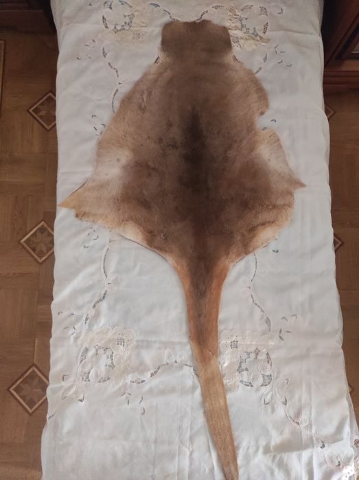 Шкура кенгуру натуральная