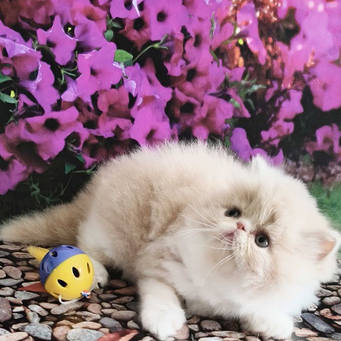 Персидские нежные котики