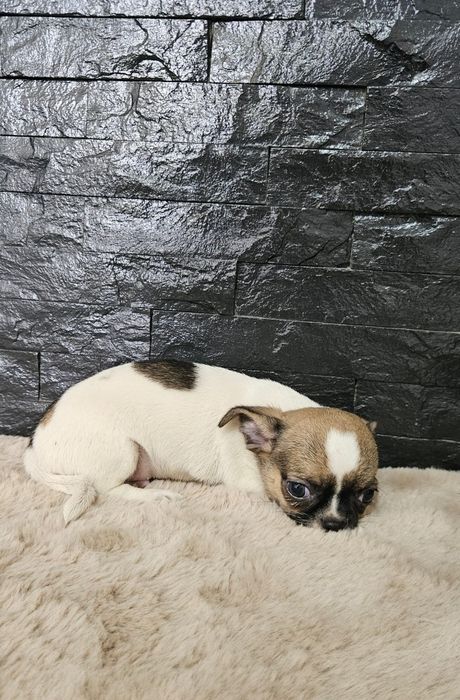 Chihuahua macho mini