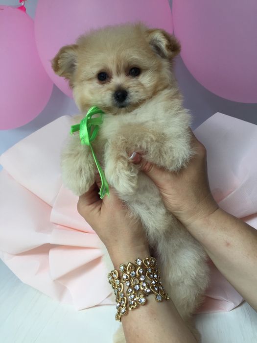 Помапу — Їх хочеться обіймати вічно!