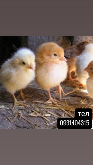 інкубаційне яйце з Європи та України