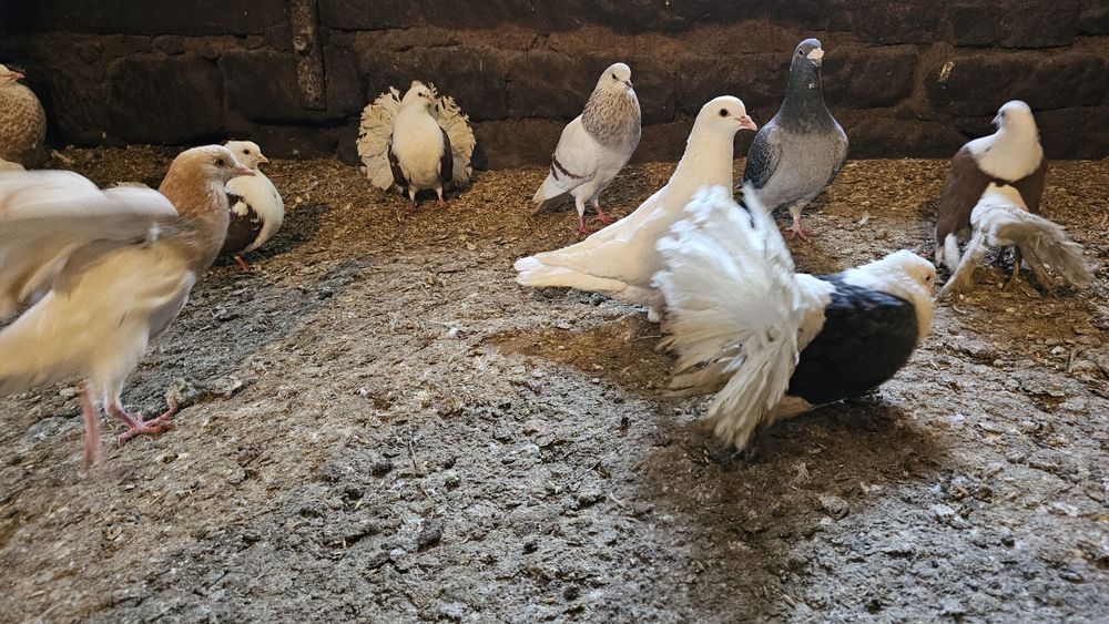 Gołębie różne rasy