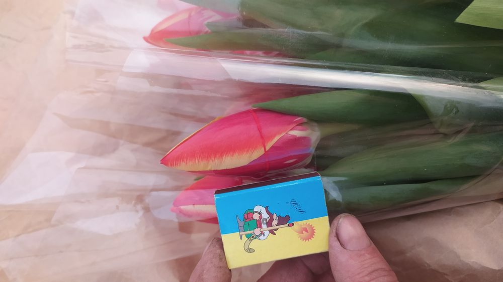 Продам луковицу тюльпана