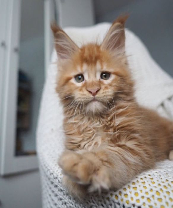 Кошенята породи Мейнкун