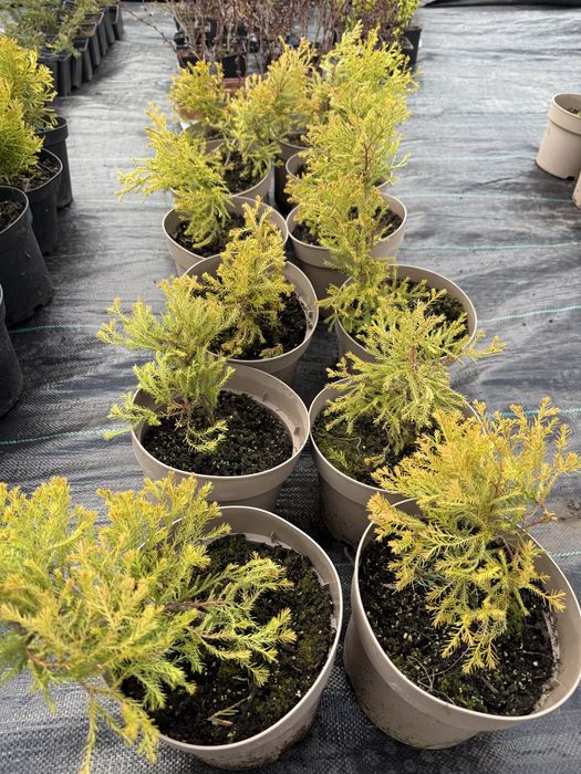 Туя, самшит, лаванда, ялівці, сакура та ін.