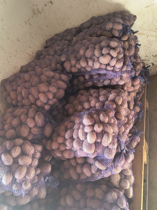 Ziemniaki  wielkość sadzeniaka kaliber 35/55