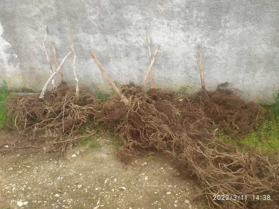 Plantas de kiwi arguta, baby kiwi produtivas