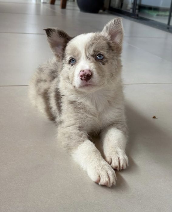 Border Collie Red Merle