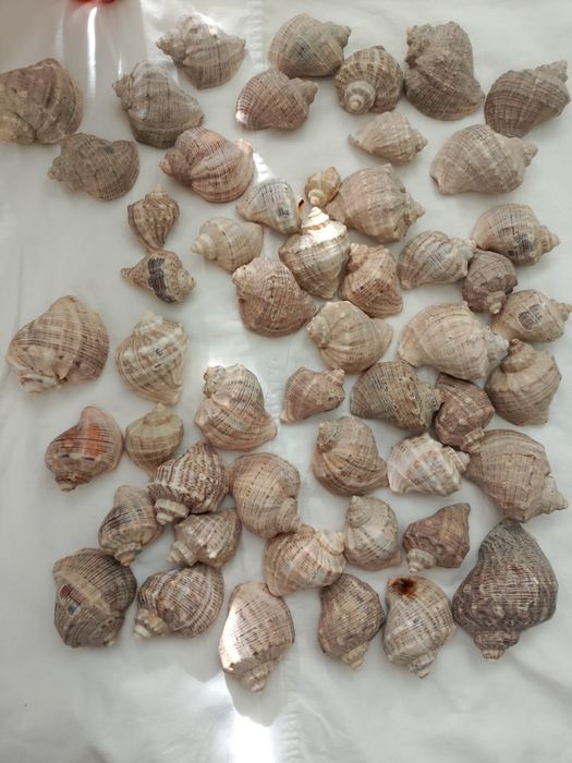 ракушки , рапани