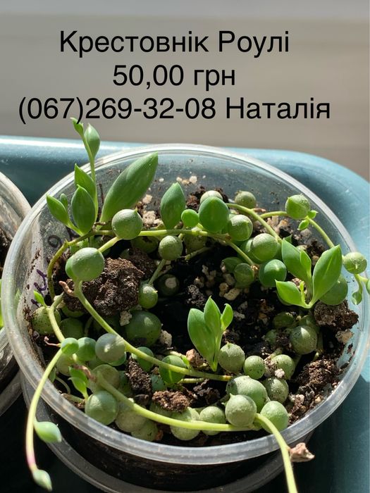 Крестовнік різні види. Сенеціо