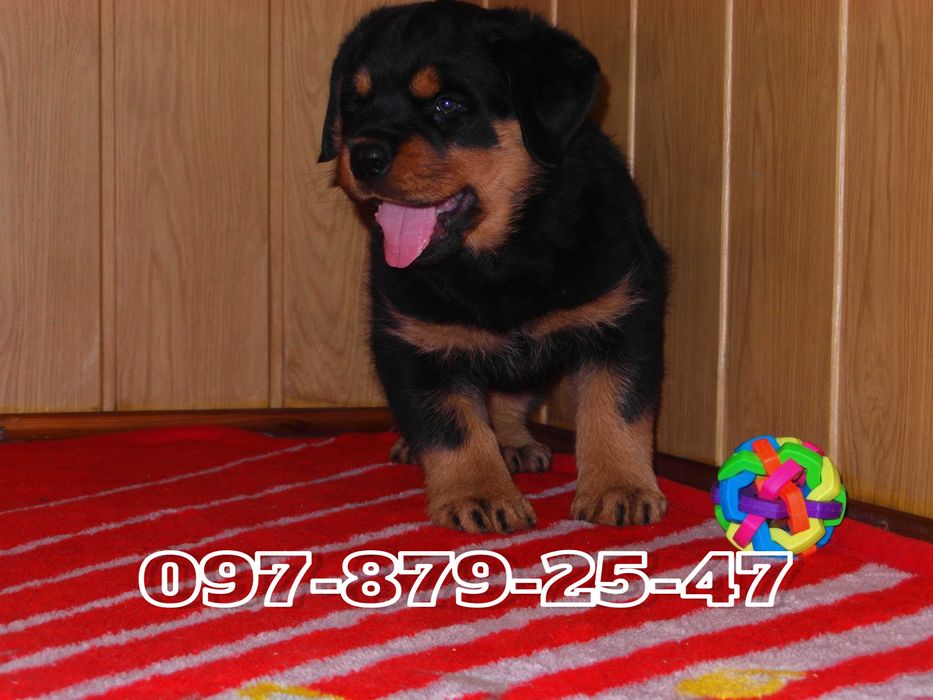 Щеночки Ротвейлера!