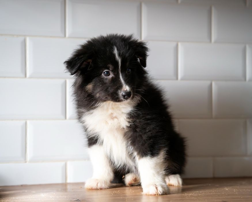 Owczarek Australijski piesek