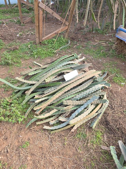Mudas [ plantas] de Pitayas de diversas Variedades.