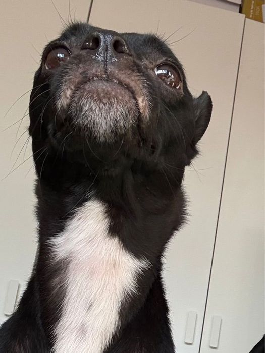 Sunia Kosmitka szuka domku